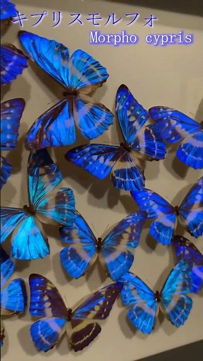 キプリスモルフォの輝き🦋 #蝶 #モルフォ蝶 #昆虫標本 #MorphoCypris #Shorts
