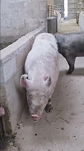 Secrets of pig training a step by step guide#19