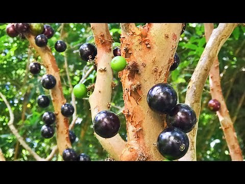 Jaboticaba (Brazilian Tree Grape ) // How To Grow It // Why To Love It