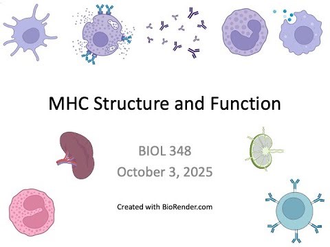 Immunology Fall 2025: Lecture 15 MHC Structure and Function