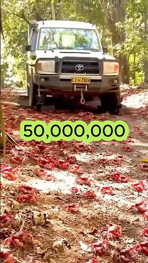 The number of red crabs participating in the annual crab migration on Christmas Island, Australia