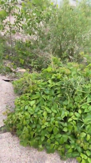 Huge Patch Of Poison Oak At The Beach On The Lake Michigan Shore In Wind Point Racine Wisconsin 2026