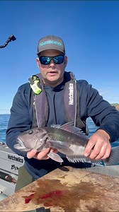 302K views · 1.8K reactions | Blue cod are a South Island favourite —...