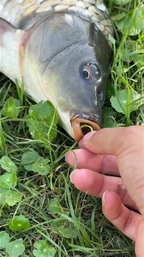 Lưỡi câu cá chép 2 trong 1, cá ăn nhẹ là dính 2 cá #fishing #carpfishing