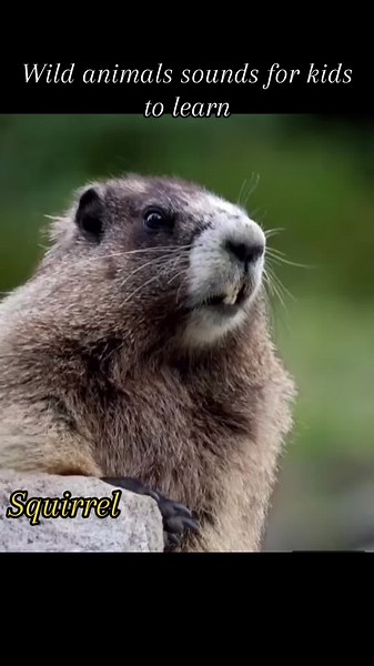 #funny #animals #voiceeffects #kids #cute #fun #squirrel #rooster