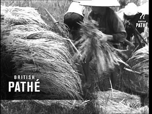 Rice Harvest In Indo-China (1951)