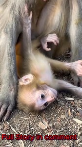 These monkeys often show amusing behaviors, making people laugh as they mimic human actions. Whether cycling or simply enjoying the moment, their antics bring joy, showing the clever and humorous side of these amazing creatures. #baby #NewsUpdate #monkey #Very #reels #leo #newborn #cute #milkyway #crying | Cute monkey family | Facebook