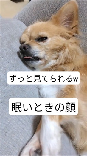 【チワワの寝姿】今日はぐっすり寝てるチワワ😃#chihuahua #cute #pets #チワワ #癒し #かわいい #犬のいる暮らし #papapachihuahua #shorts