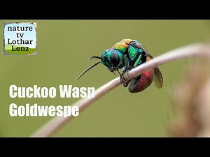 Cuckoo wasp. Goldwespe. Eifel, Germany
