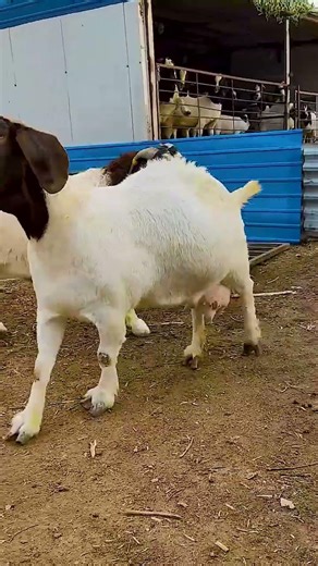 The backup boys are starting to go into battle 2322