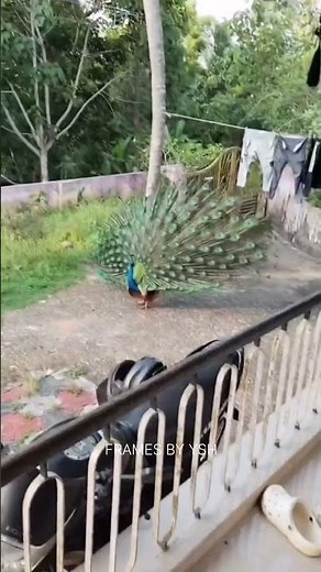 Nature’s dance of love 💙🦚 The peacock shows off his majestic feathers to impress! #shorts
