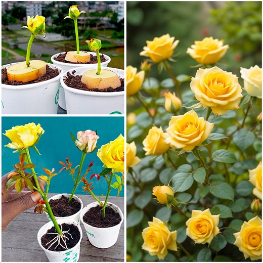 312K views · 3K reactions | Turn a rose stem into a blooming bush || How to grow rose plant at home step by step guide-line this video | DIY IndoorGarden | Facebook
