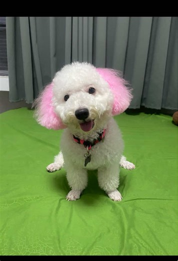 Today I spent the day grooming my dog. #เทรนด์วันนี้ #น้องหมาน่ารัก #พุดเดิ้ล #poodle
