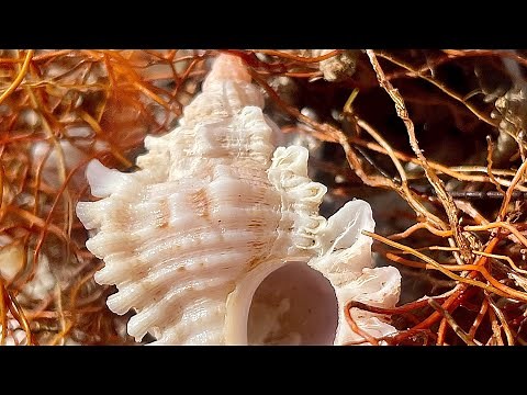Most Intricate Florida Shells - Murexes of the Ten Thousand Islands