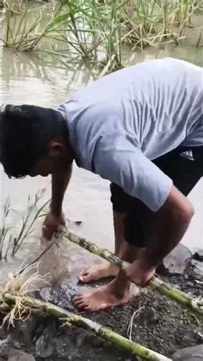 my farm 💖🤩 memories 💫✨ #myfarminglife #my #myfarm #village #viral #hindisong ‪@thetravellersblog96‬