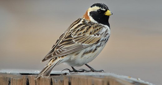 Lapland Longspur Identification, All About Birds, Cornell Lab of Ornithology