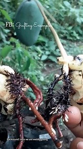 462K views · 2.1K reactions | How to grow mango from seed, this method fast than other #shortvideo | Grafting Examples | Facebook