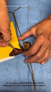 An injured monarch butterfly was miraculously able to fly again after undergoing a wing transplant at a nature preserve in Long Island, New York. | ABC 7 Chicago