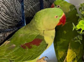 Stunning baby alexandrine parrot - £295
