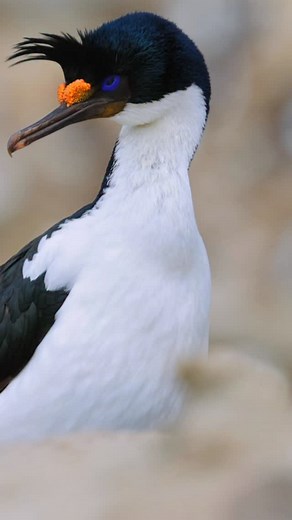 The South Georgia Shag is one of the sub-Antarctic’s most striking seabirds. Known for its blue eyes and bright orange breeding crest, it’s also an impressive diver, regularly reaching 30–50 meters in icy waters. These birds often pair for life and stay close to their island year-round, building tall, messy nests reused for many seasons. A tough and fascinating specialist of South Georgia’s coastline. #SouthGeorgia #Wildlife #Seabirds #Shag #SouthernOcean #BirdFacts #NaturePhotography #southgeor