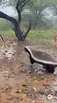 The Lion’s Wrath 🦁 | Jackals Picked the Wrong Honey Badger