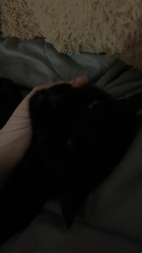 #cat #cats #catslovers #catsoftiktok