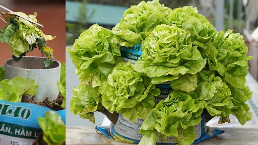 11K views · 111 reactions | US & Europe Gardeners Grow Lettuce from Kitchen Trash Easily! #Hoanggarden | T-Studio | Facebook