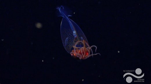 Colossal squid captured live on video for first time since its discovery