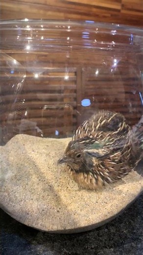 Uzutaro playing in the sand @ Quail