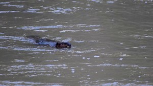 Beaver, Nature, Rodent. Free Stock Video
