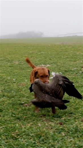Retriever Tackles Canada Goose! #hunting #goosehunting #birdhunting #retriever #lab #hunt #goose