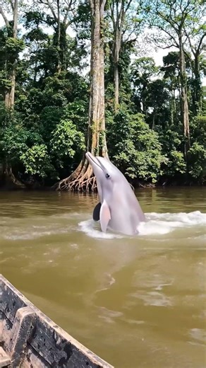 Amazing Amazon River Pink Dolphin Jump! 🐬✨ (Best for reach)