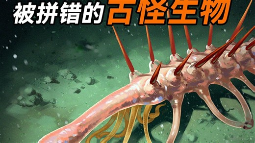 怪诞虫——连科学家解剖了半天，都没找到它的肛门在哪！