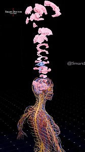 189K views · 4.3K reactions | Human Brain 易 . . . . . . . . . The...