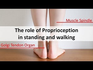 The role of muscle spindles and skeletal spindles