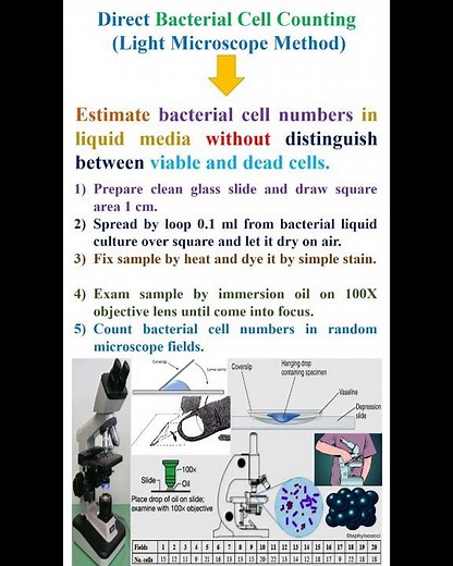 Direct Bacterial Cell Counting by Light Microscope Method #geneticteacher