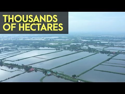 AMAZING THOUSANDS OF HECTARES OF TILAPIA FISH PONDS IN THE PHILIPPINES | Agribusiness How It Works