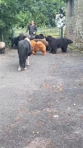 *Life with 15 Dogs and a Mini Pet Farm!** Imagine living with not one, but 15 huge, fluffy dogs! You’ve got to be crazy, right? Well, welcome to Newfangled, where being normal is just boring anyway! Not only do we have 15 dogs, but we also share our lives and our home with 4 miniature goats, 3 sweet pet sheep, and a very naughty Shetland pony. You’re either going to be a little envious or wondering what the hell is wrong with us! Either way, you’re probably right to feel that way! 😂😂😂 If you 