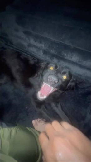 Aggressive German shepherd #vicious #mean #aggressive #scary