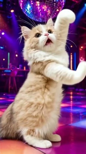 可愛いマンチカンはなぜかひとりでノリノリ🕺🕺✨