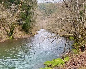 The Wilson River runs through the heart of Oregon’s North Coast, carrying cold, clear water from the Tillamook State Forest down to Tillamook Bay. Its tributaries, like the Little North Fork, shelter some of the most productive wild salmon and steelhead habitat in the region, including rare patches of old-growth forest that survived the Tillamook Burn nearly a century ago. These remnants still anchor entire ecosystems, providing shade, nutrients, and clean water for fish, wildlife, and people. T