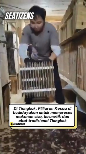 South East Asia Media on Instagram: "In China, billions of cockroaches are cultivated for various purposes, including the processing of food waste, the production of cosmetics, and the development of traditional Chinese medicine. This innovative approach to pests has gained traction as a sustainable method for managing organic waste, essentially turning what is often considered a nuisance into a valuable resource. The cultivation of cockroaches takes advantage of their remarkable ability to cons