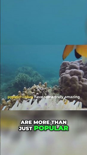 Discover the Amazing World of Clownfish Adaptations