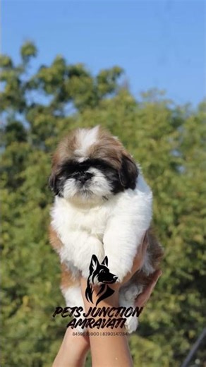Shihtzu Amravati Maharashtra #shortsfeed #trending #viral #viralshorts #shihtzu #trending #amravati