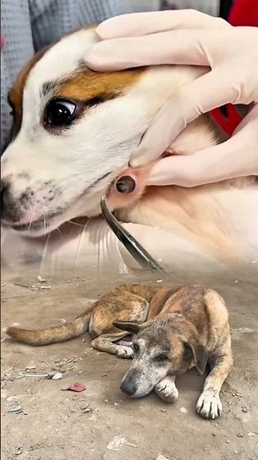 Safe Removal of Botfly Larva from Dog | Step-by-Step Veterinary Care 🐶