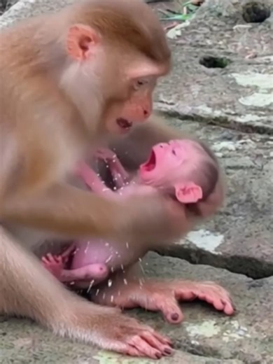 Breaking Heart! Poor Young Mom Monkey Kick Out Her Baby Crying Seriously hungry milk #monkeys #fbyシvideo #cutemonkey #Monkeys #reelsvideoシ #funnyreels #shorts #bbmonkeys #united #fbviralpost2025シ #baby #monkey #fypシ #video #cute #reelsviralシ #USA
