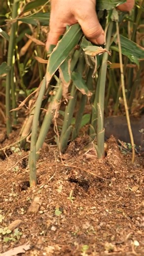 G’day from the Ginger Farm, where the process of making our iconic Bundaberg Ginger Beer begins. | Bundaberg Ginger Beer - EURO