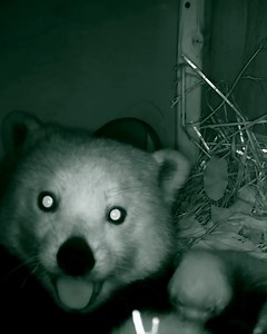 418K views · 19K reactions | Here's the BEAUTIFUL moment TWO red panda cubs are born... and look how happy mum Nima is 殺️ | Chester Zoo | Facebook