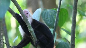Wild White-faced Capuchin (Cebus capucinus) monkey peers about