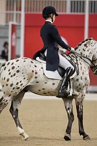 177K views · 1.1K reactions | ✨ Precision and power✨Stunning Appaloosa Dressage Horse #Dressage #EquestrianLife #RiderAndHorse #EquestrianPassion #HorseSport | Coloured Stallions | Facebook